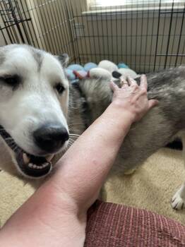 Siberian Husky Dogs Available for Adoption - Soda Pop | PetCurious