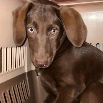 Mixed Breed Dogs Available for Adoption - Sakura | PetCurious