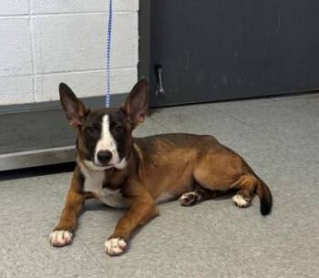 Cassius -  Mixed Breed Dog for Adoption in Port Allen, Louisiana - Cassius | PetCurious