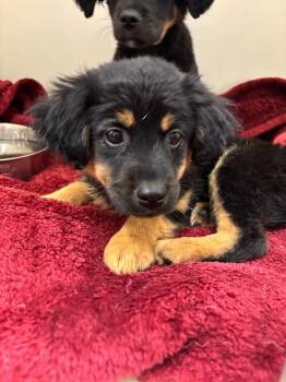 Mixed Breed Dogs Available for Adoption in Douglasville, Georgia - Choco | PetCurious