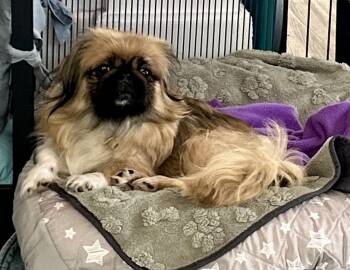 Zoey -  Pekingese Dog for Adoption in Chickasha, Oklahoma - Zoey | PetCurious