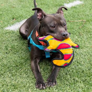 Pit Bull Terrier Dogs Available for Adoption - Midnight | PetCurious