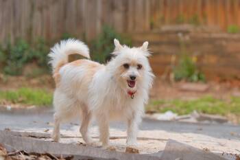 Mixed Breed and Terrier Dogs Available for Adoption - Mia | PetCurious