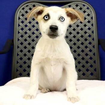 Australian Shepherd and Border Collie Dogs Available for Adoption in Fort Davis, Texas - Bolt | PetCurious