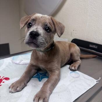 Little Brother -  Pit Bull Terrier and Catahoula Leopard Dog Dog for Adoption in Riverside, California - Little Brother | PetCurious