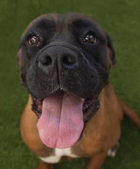 Miss Lady -  Mastiff Dog for Adoption in Encinitas, California - Miss Lady | PetCurious