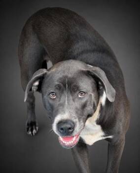 Piper -  Pit Bull Terrier and Mixed Breed Dog for Adoption in Bowling Green, Kentucky - Piper | PetCurious