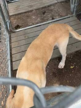 Fidler - F/Blond Bombshell -  Mixed Breed and Labrador Retriever Dog for Adoption in Lockhart, Texas - Fidler - F/Blond Bombshell | PetCurious