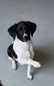 Jayma -  Hound Dog for Adoption in Bloomington, Indiana - Jayma | PetCurious