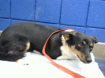 CHEETA -  Parson Russell Terrier and Mixed Breed Dog for Adoption in Albuquerque, New Mexico - CHEETA | PetCurious