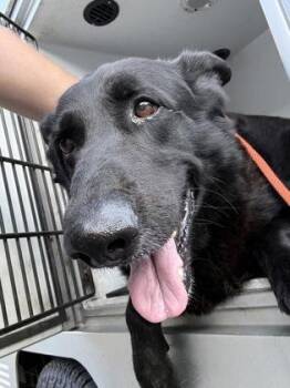 Smokey -  German Shepherd Dog and Mixed Breed Dog for Adoption in Gastonia, North Carolina - Smokey | PetCurious