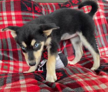 Rescue Husky Dogs for Adoption in Memphis, Tennessee - Wheatley | PetCurious