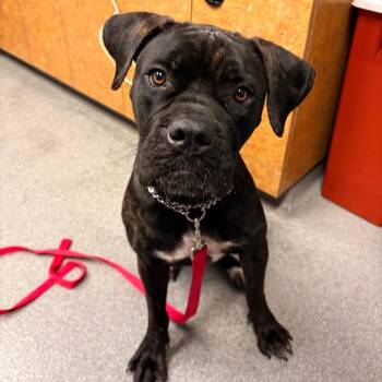Polly -  Cane Corso Dog for Adoption in West Palm Beach, Florida - Polly | PetCurious