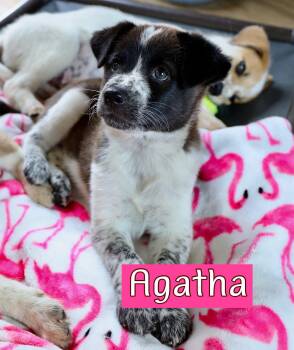 Hound Dogs Available for Adoption in Fort Worth, Texas - Agatha, Jane Austen And Virginia | PetCurious