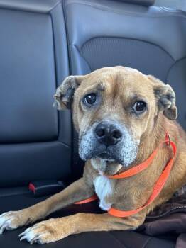 Beagle Dogs Available for Adoption - Suzy | PetCurious