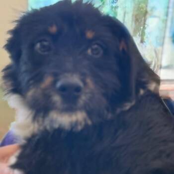 Gypsy -  Wirehaired Terrier and Mixed Breed Dog for Adoption in Madisonville, Tennessee - Gypsy | PetCurious