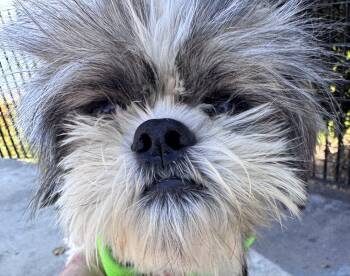 Yoda -  Shih Tzu Dog for Adoption in Berkeley, California - Yoda | PetCurious