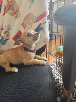 girl puppy -  Yorkshire Terrier and Chihuahua Dog for Adoption in Greensboro, North Carolina - Girl Puppy | PetCurious