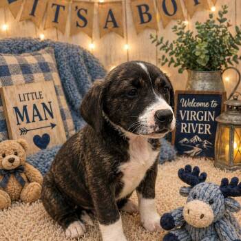 Terrier Dogs Available for Adoption in La Grange, Kentucky - Jack | PetCurious