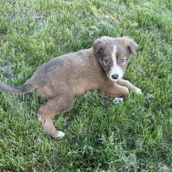 Mixed Breed Dogs Available for Adoption in Austell, Georgia - Venus | PetCurious