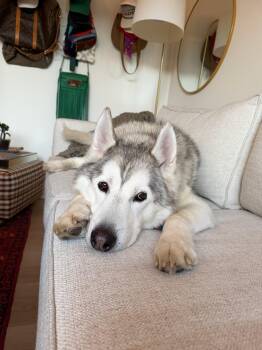 River -  Siberian Husky Dog for Adoption in Santa Monica, California - River | PetCurious