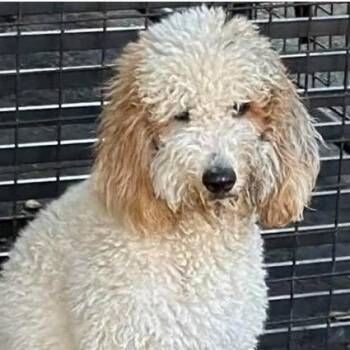 Zoey -  Goldendoodle Dog for Adoption in Larkfield-wikiup, California - Zoey | PetCurious