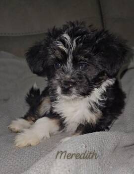 Mixed Breed Dogs Available for Adoption in Taycheedah, Wisconsin - Meredith | PetCurious