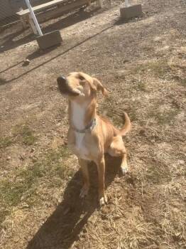 Hound Dogs Available for Adoption in Augusta, West Virginia - Hazel | PetCurious