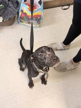 Charlotte -  Pit Bull Terrier Dog for Adoption in Mobile, Alabama - Charlotte | PetCurious