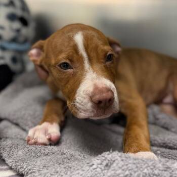 Koda -  Mixed Breed Dog for Adoption in West Chester, Pennsylvania - Koda | PetCurious