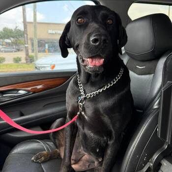 Great Dane Dogs Available for Adoption in Harlingen, Texas - Princess | PetCurious