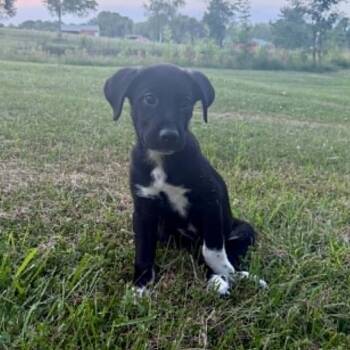 Smores -  Border Collie and Mixed Breed Dog for Adoption in Overland Park, Kansas - Smores | PetCurious