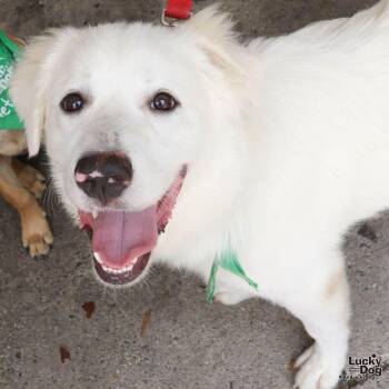 Pelican -  Great Pyrenees and Labrador Retriever Dog for Adoption in Washington, District Of Columbia - Pelican | PetCurious