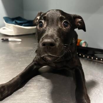 Wiggle Worm -  Mixed Breed Dog for Adoption in Chattanooga, Tennessee - Wiggle Worm | PetCurious