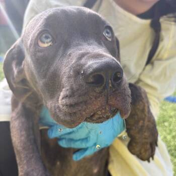 Caspian [blue] -  Cane Corso Dog for Adoption in Baltimore, Maryland - Caspian [blue] | PetCurious