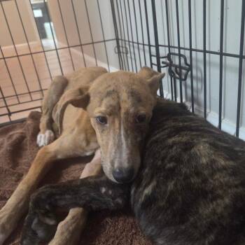 Scarlett -  Mountain Cur Dog for Adoption in Starkville, Mississippi - Scarlett | PetCurious