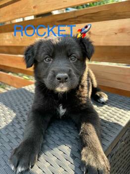 Rescue Collie Dogs for Adoption in Winnipeg, Manitoba - Rocket | PetCurious