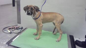 A2082228 -  Great Dane and Mixed Breed Dog for Adoption in Houston, Texas - A2082228 | PetCurious