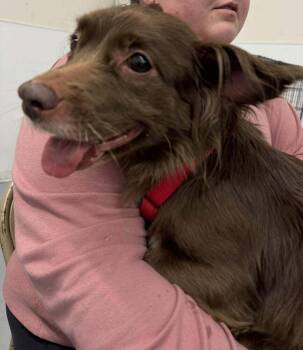 Chihuahua and Terrier Dogs Available for Adoption in Groveland, Massachusetts - Sophie | PetCurious