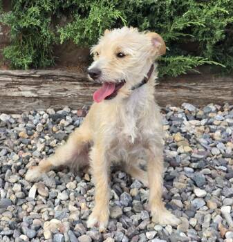 Polite Lil Mr Peanut - Calm Cuddle Bunny Terripoo -  Norfolk Terrier and Poodle Dog for Adoption in North Valley, New Mexico - Polite Lil Mr Peanut - Calm Cuddle Bunny Terripoo | PetCurious