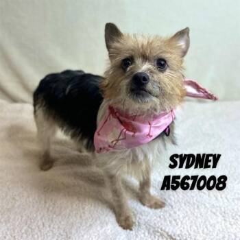 Parson Russell Terrier and Yorkshire Terrier Dogs Available for Adoption - SYDNEY | PetCurious