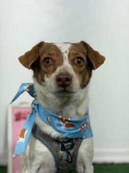 Dexter-One of our Amazing Rescue Dogs -  Brittany Spaniel and Jack Russell Terrier Dog for Adoption in Carlsbad, California - Dexter-One Of Our Amazing Rescue Dogs | PetCurious
