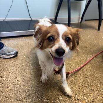 Jolene -  Mixed Breed Dog for Adoption in Skokie, Illinois - Jolene | PetCurious