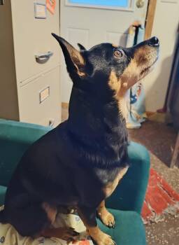 Miniature Pinscher and Chihuahua Dogs Available for Adoption - Woodie | PetCurious