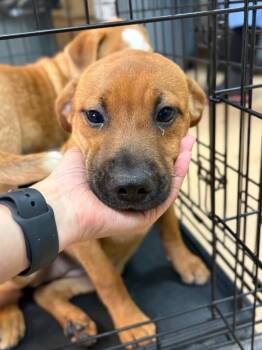 Brioche -  Affenpinscher Dog for Adoption in Nacogdoches, Texas - Brioche | PetCurious