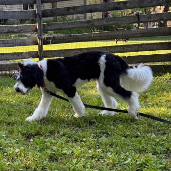 Mylah- Paws in Prison Graduate -  Standard Poodle and Saint Bernard Dog for Adoption in Union City, Pennsylvania - Mylah- Paws In Prison Graduate | PetCurious