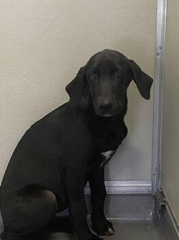 Nessie -  Labrador Retriever Dog for Adoption in Victorville, California - Nessie | PetCurious