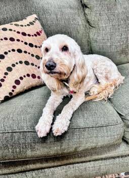 Goldendoodle Dogs Available for Adoption - Winston | PetCurious