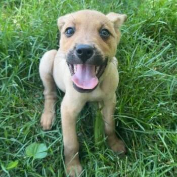 Scooby -  Australian Shepherd and Mixed Breed Dog for Adoption in Erie, Pennsylvania - Scooby | PetCurious