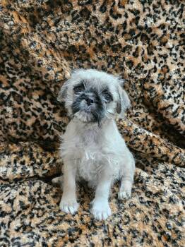 Rebbie -  Pug and Terrier Dog for Adoption in El Centro, California - Rebbie | PetCurious
